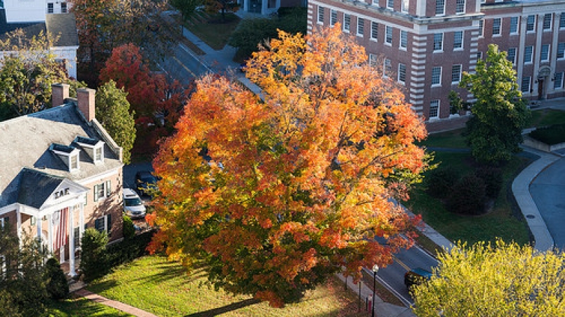 aerial view of fall maple tree