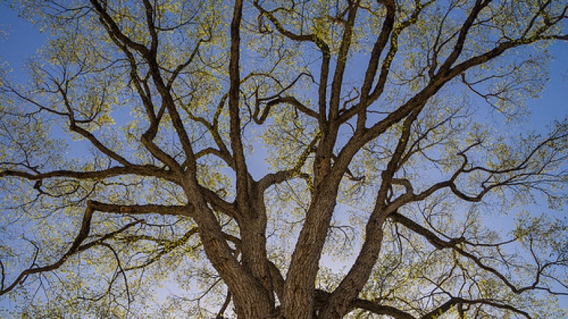 elm tree in spring sky