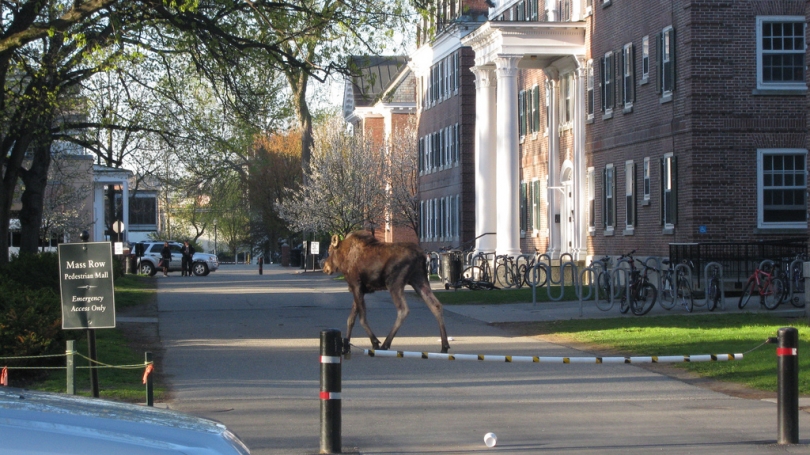 moose on campus