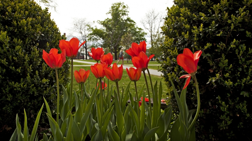 red tulips