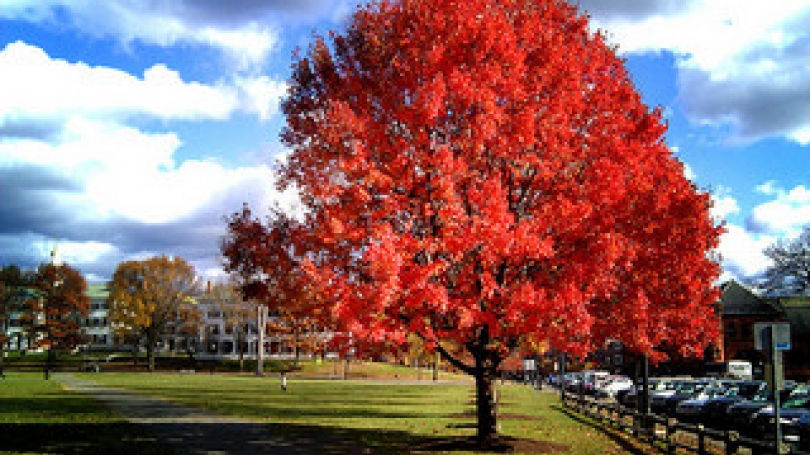 red tree on campus
