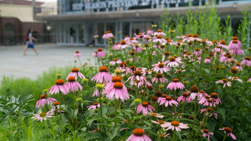 flowers by the hop